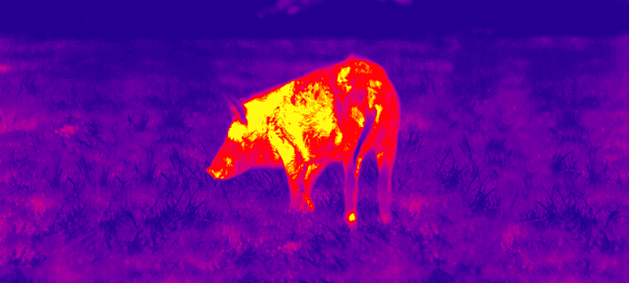 Thermal scope used at night.