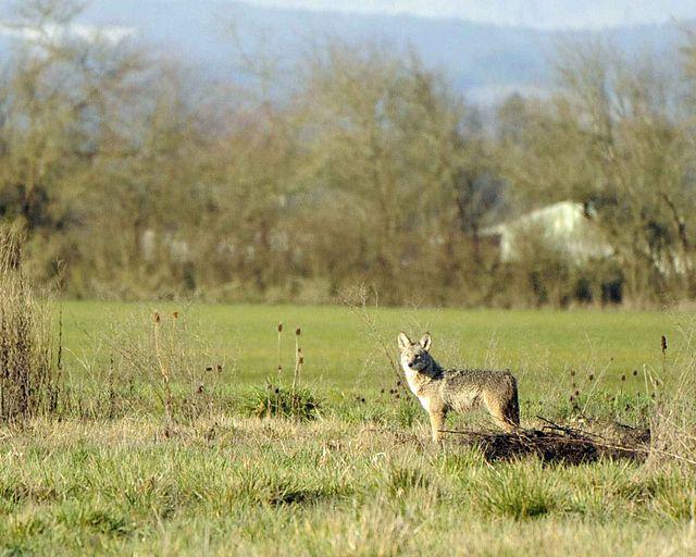 Not all coyotes are going to stand around in a field during the day. Sometimes you'll need another way...