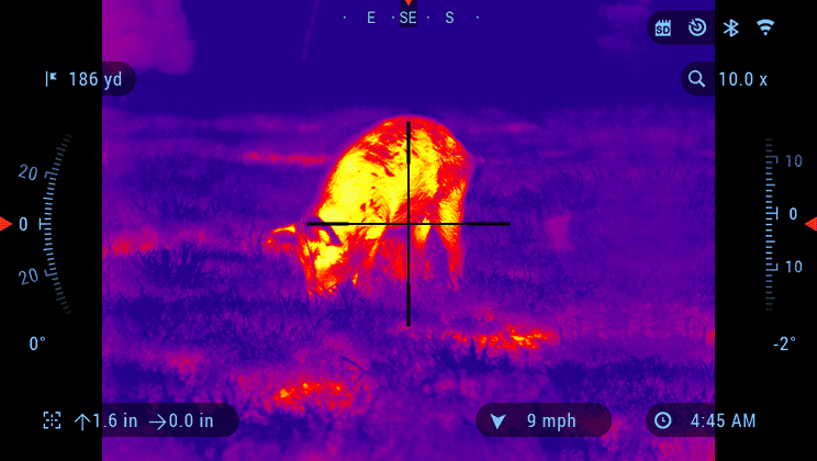 Taking aim on a hog with a thermal scope. The bright colors are the heat signature, which makes it incredibly easy to verify your target at range.