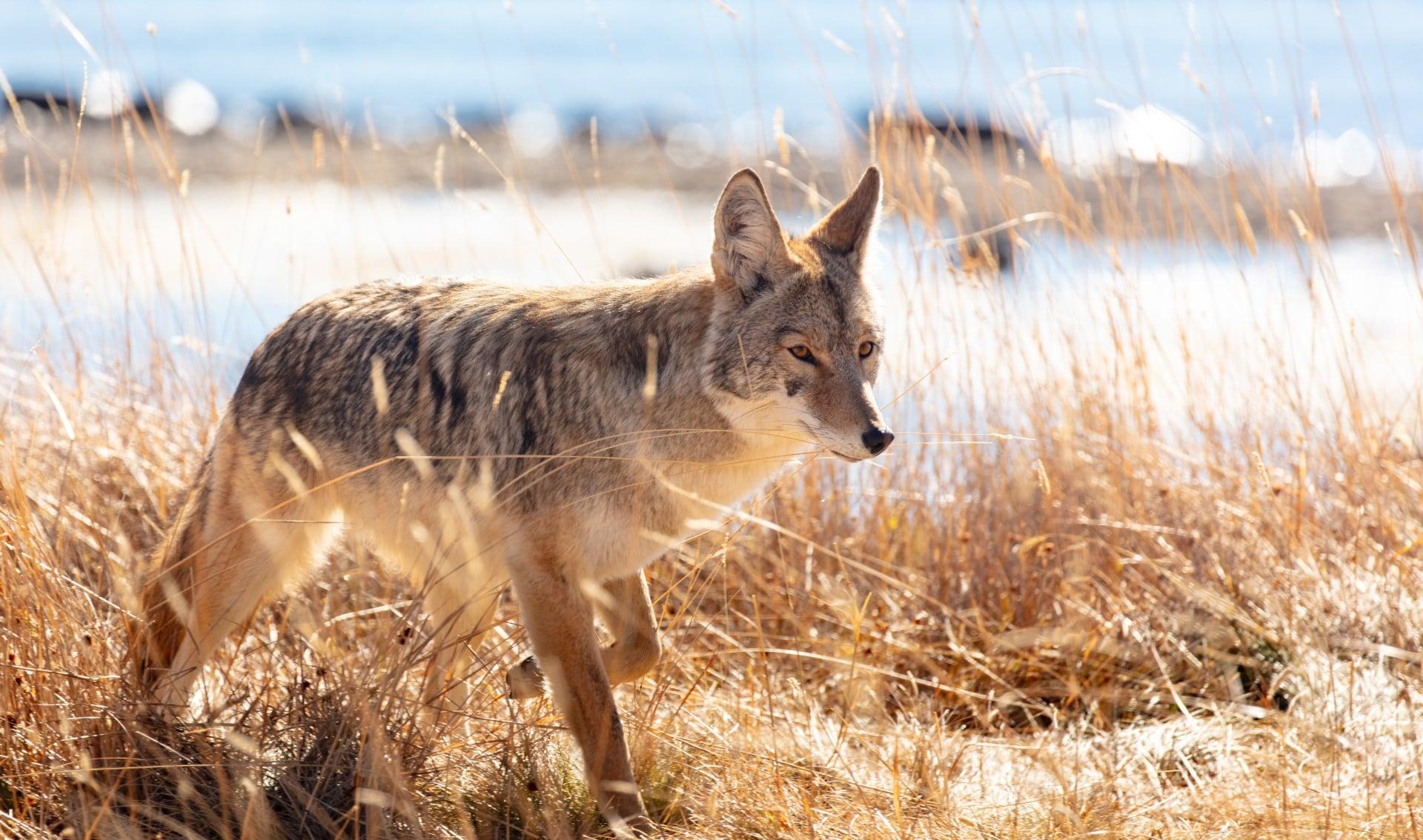 Fast-moving varmints like coyotes can be a challenge to track when shooting off a rest